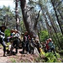 울진소나무 이미지