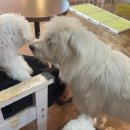 퍼니퍼피 이미지