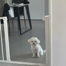 윤또바기