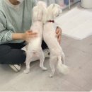 나라라펫 네이버블로그