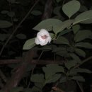 치래마을 이미지