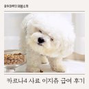 카르나4 사료 이지츄 급여 후기