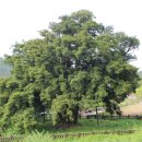 상만리 비자나무 이미지