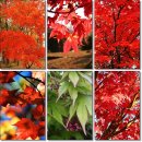 단풍나무(Maple) 이미지