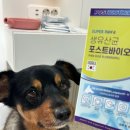 [강아지 유산균 추천]슈퍼포우 생유산균 포스트바이오틱스 후기