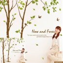 자작나무이야기 이미지