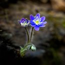 해인향기 이미지