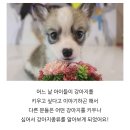도그마루 강아지고양이 김해창원점 이미지