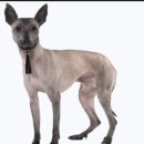 도그헤어 이미지