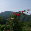 분당-251 Daum카페