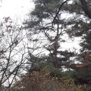 삼육회