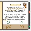 감자혁명