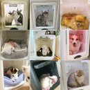 목욕 후 드라이 스트레스 줄여주는 고양이 펫드라이룸 추천 :: 실사용 후기