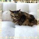 멋진 고양이 | 영주고양이보호소 완전 신세계 경험 후기