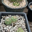 만악농장 이미지