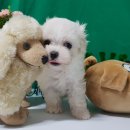 더폼나고 더폼나개 이미지