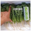 열무,얼갈이,호박잎.케일.감자.고매순 초롱무 주문 받습니다. 이미지