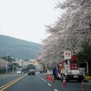경주 길거리 벚꽃 상황 이미지