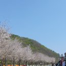 비발디 향기나무 이미지