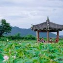 경주 연꽃피는 시기 사진찍기 좋은곳 왕릉유적지 첨성대 동궁과월지 볼거리 이미지