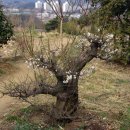 보성녹차골휴게소 이미지