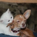 능곡동물병원 이미지