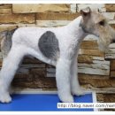 강아지 세상 이미지