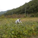 사과도 익어가고 가을도 저물어 가고... - 귀농사모- 이미지