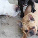 단디프렌치 이미지