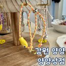 호호상점 | 양양 소품샵 시장 양양 상점 아이랑 방문 후기