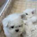 이정훈 강아지 하남본점 이미지