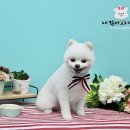 쭈애견미용 이미지