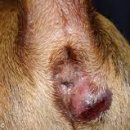 정겨운동물병원 이미지