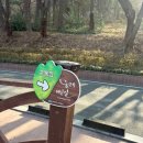 스카이전 | 인천 수봉공원 스카이워크 벚꽃 개화 전 다녀온 후기 (+만개 모습, 주차팁)