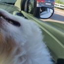 한강켄넬 이미지