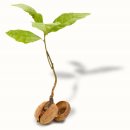 호두나무 이미지