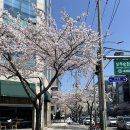 논현로28길(벚꽃길) 이미지
