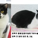 고양이[암사2동 신암초등학교 인근]코숏, 검은색 흰색 얼룩무늬,우리량이 찾아요!! 이미지