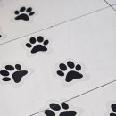 애견발자국 이미지