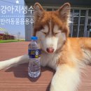 [반려동물음용수]강아지 음수량 늘리기/휴먼그레이드 등급의 강아지 생수 급여후기