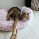 갤럭시 z플립4 카메라 액정 수리 후기(삼성 서비스센터 신도림)