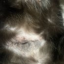 (주)해림후코이단 | 고양이. 강아지 영양제 해림 후코펫 후코이단 (3개월급여.자가면역질환)