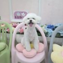 도도하개 이미지