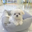 꽃강아지 이미지