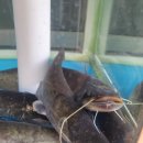 금곡추어탕 이미지