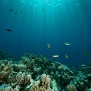 바다파파 이미지