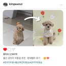 멍데렐라 - 김해시 금관대로1183번길 3-7 | 울산 남구 강아지 미용실 추천 : 멍데렐라 비용 및 후기
