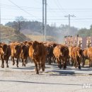 국립축산과학원 한우연구소 이미지
