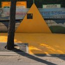 옐로카펫 이미지