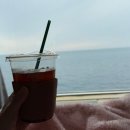 골드애견 | 완도-제주도 골드스텔라 애견동반 탑승 후기(feat. 차량선적 비용 꿀팁)